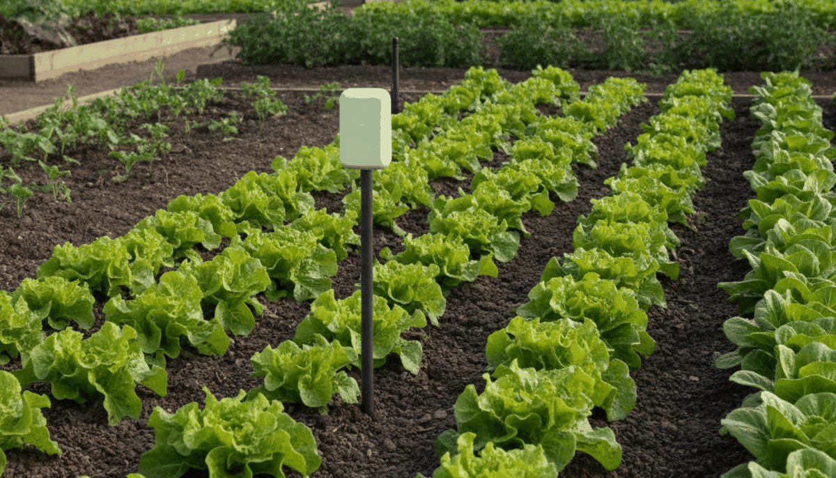Bodenfeuchtesensor mit Funkmodul in einem Gemüsebeet