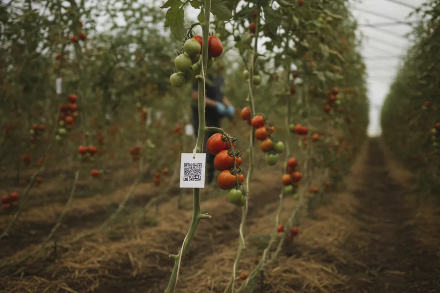 Tomatenpflanzen an Schnüren im Folientunnel, Anhänger mit QR-Marke an einer Pflanze