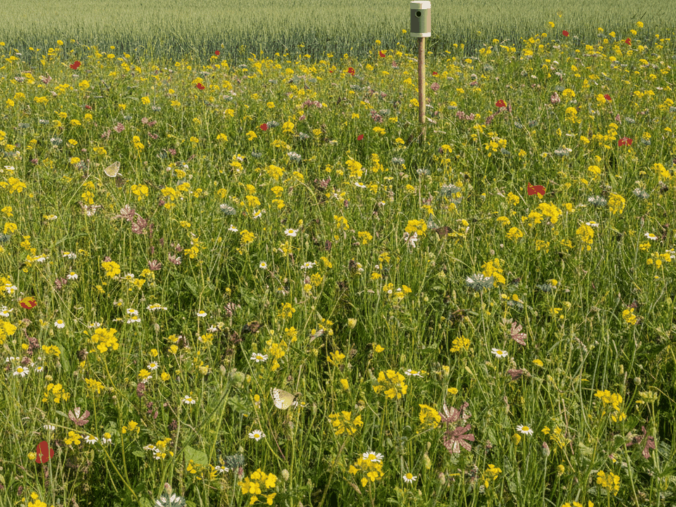 Blühstreifen am Feldrand mit Wildbienen und Schmetterlingen, im Hintergrund ein Sensor