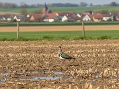 Kiebitz auf einem feuchten Acker im Frühjahr