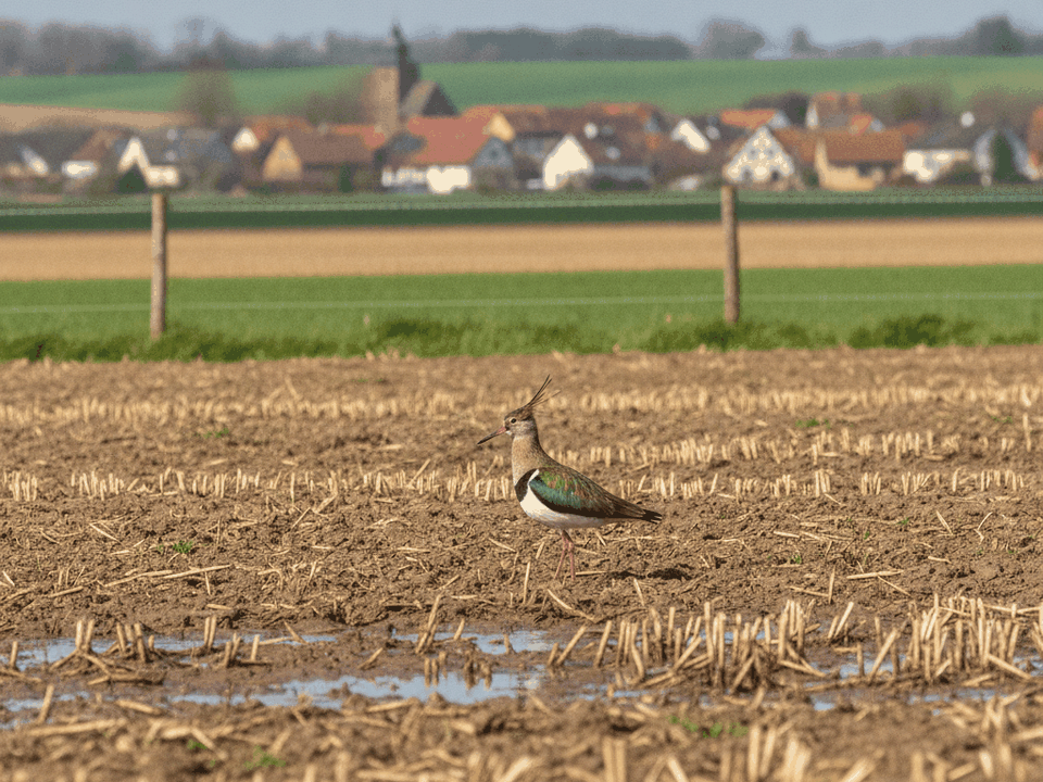 Kiebitz auf einem feuchten Acker im Frühjahr, dahinter ein niedriger Zaun