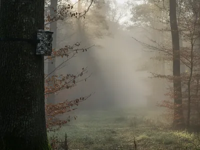 Wildkamera an einem Baumstamm am Waldrand